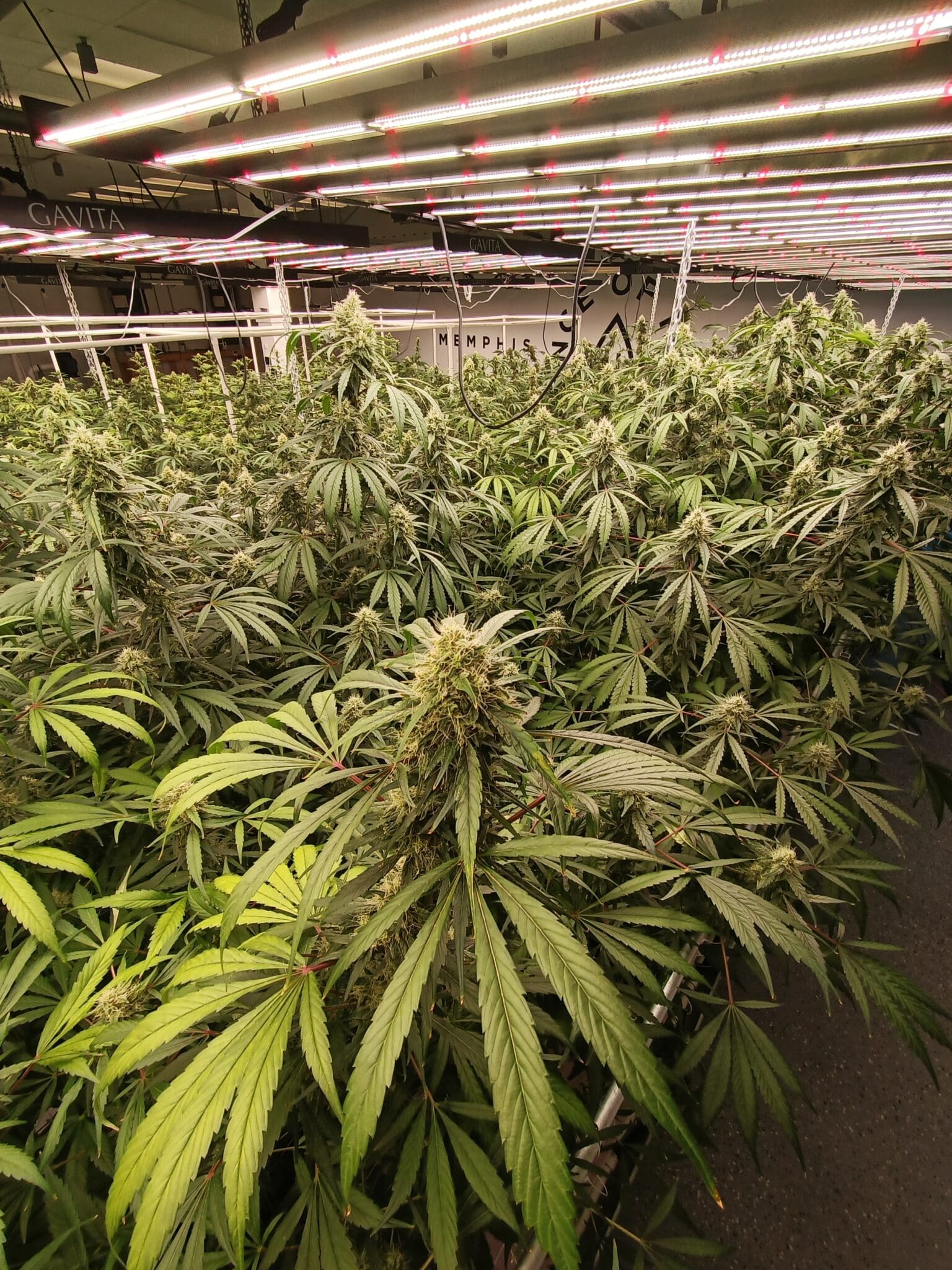 Ounce of Hope Ounce of Hope farms