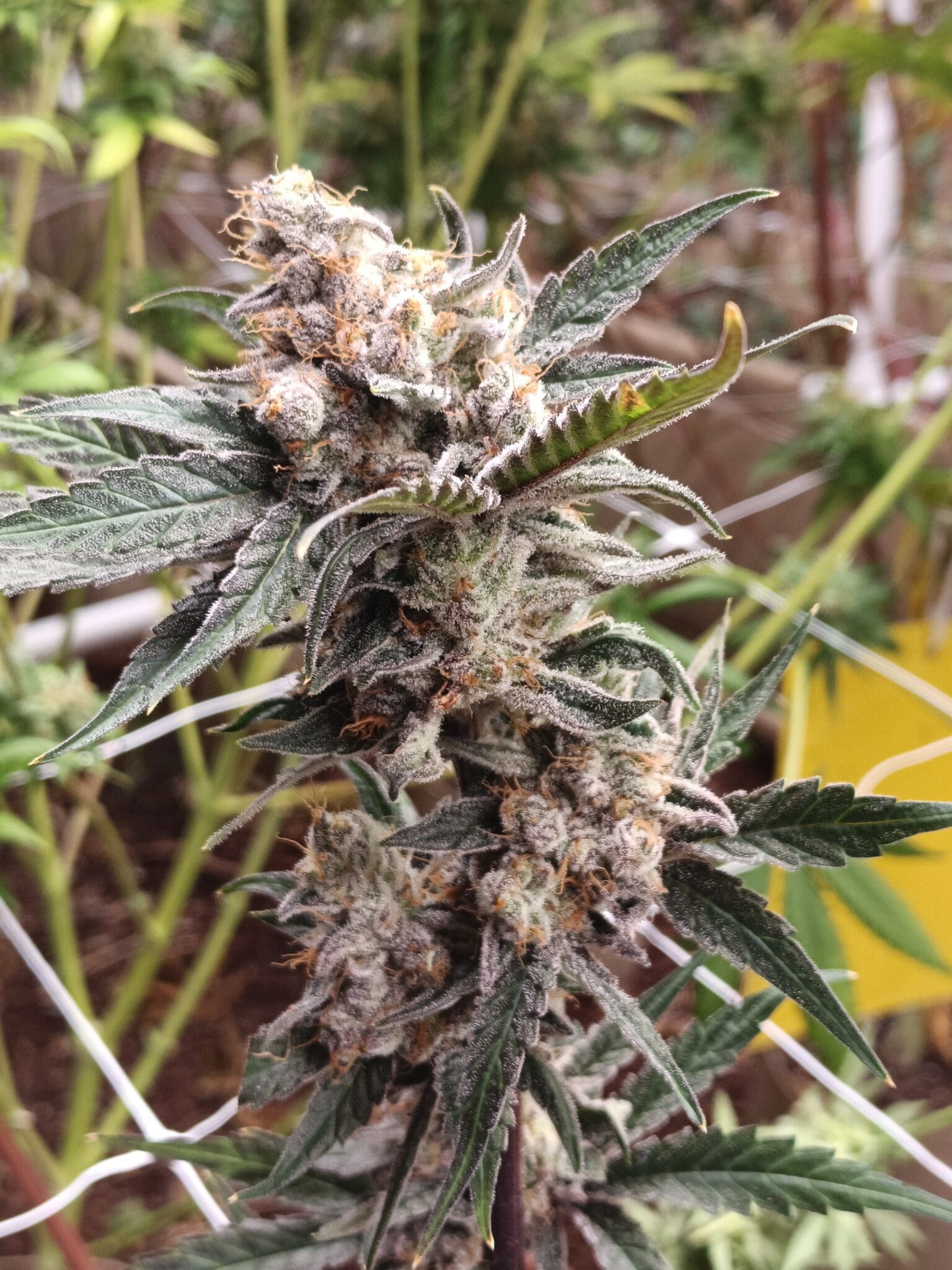 hemp cannabis grown at ounce of hope farms