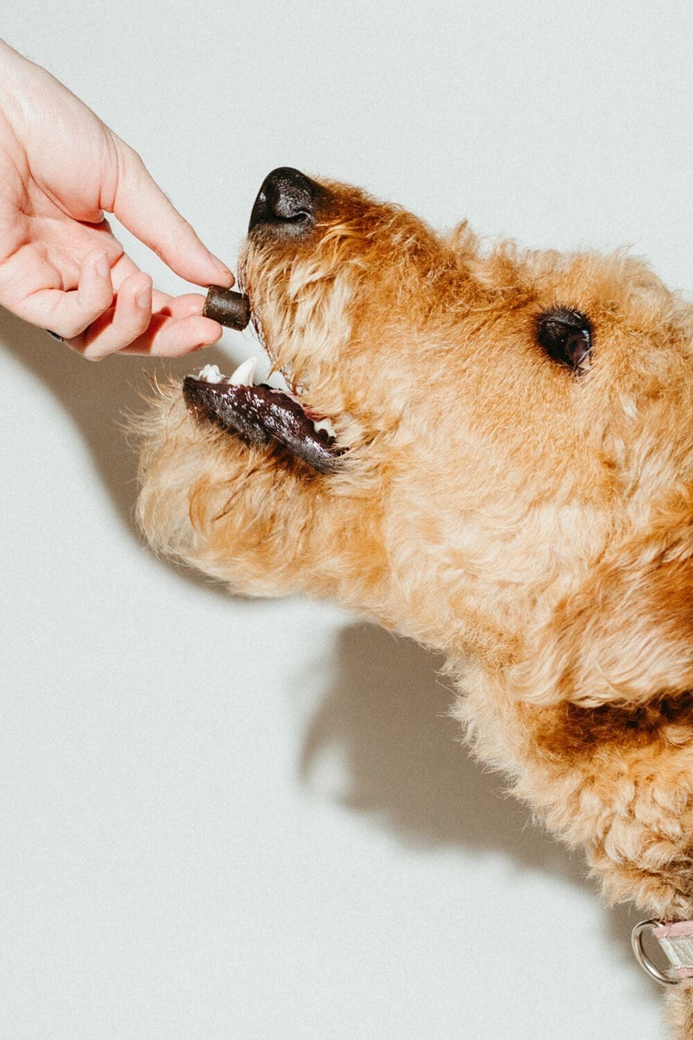 3mg Beef Flavored Dog Treats