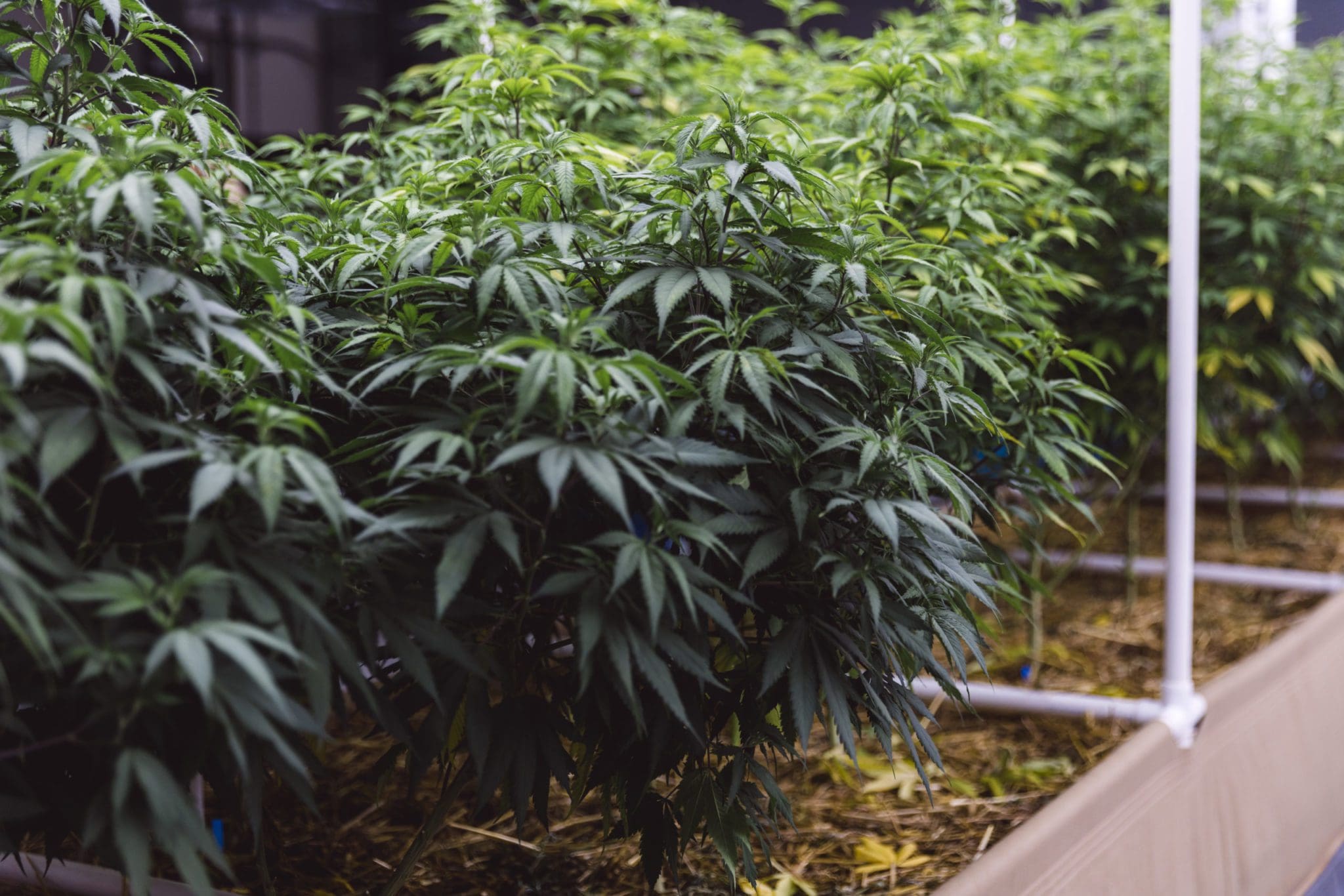 differences between hemp and marijuana