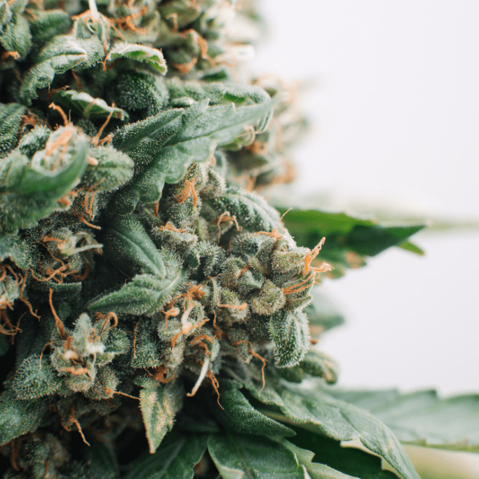 What is Smokable Hemp