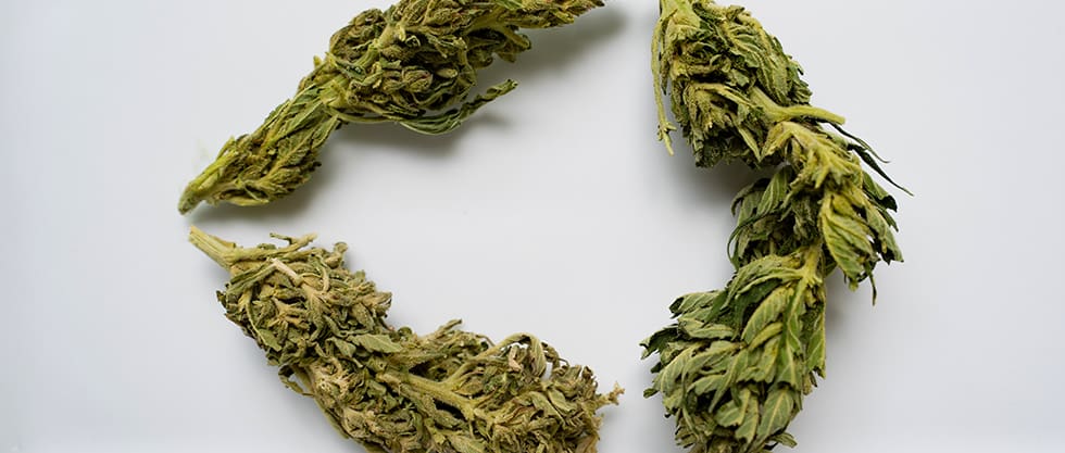 Is there a Difference Between Indica and Sativa?