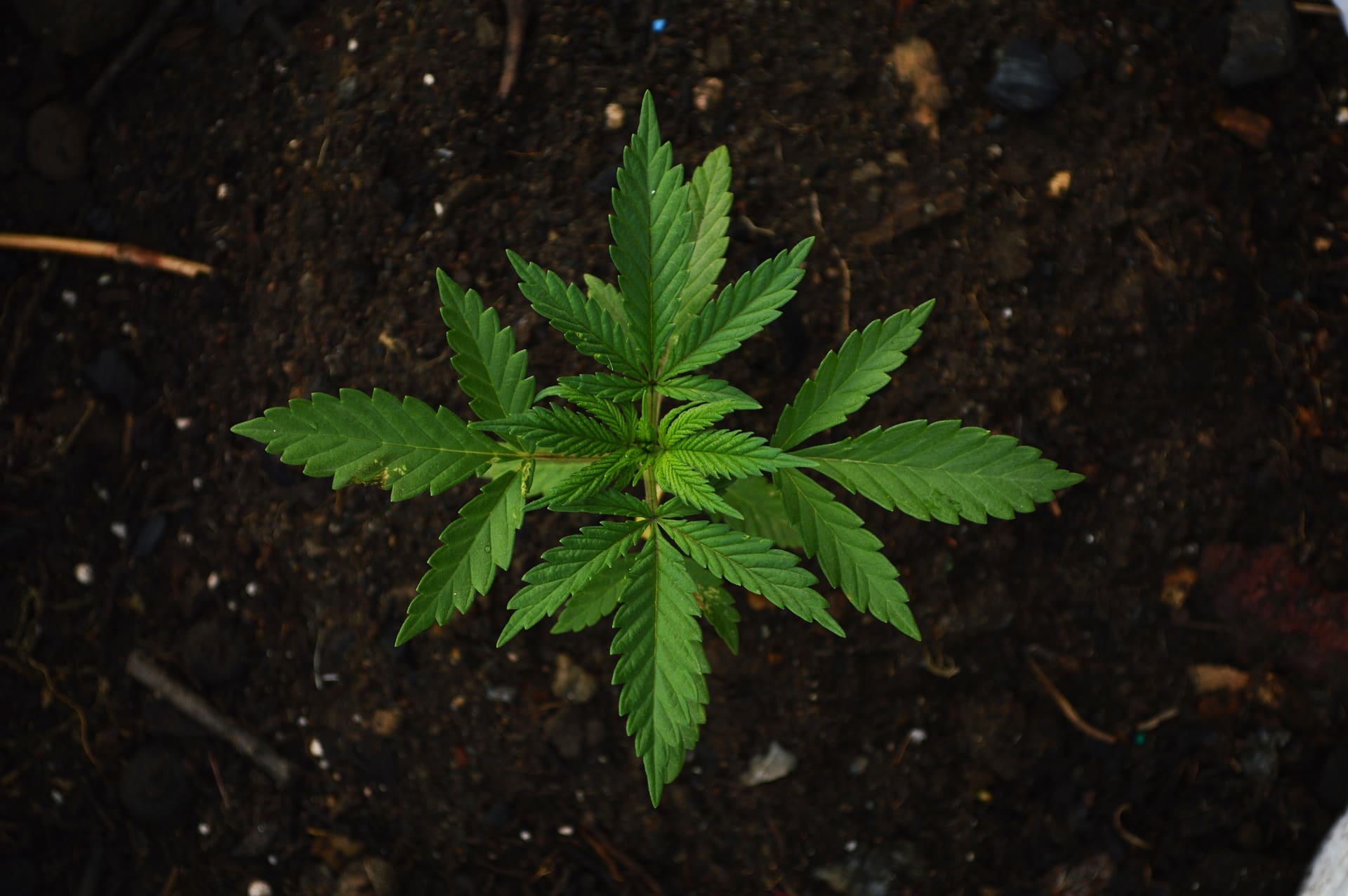can delta 8 make you fail a drug test?